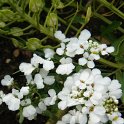 Iberis amara 'Iceberg'